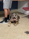 adoptable Dog in  named ROCKO