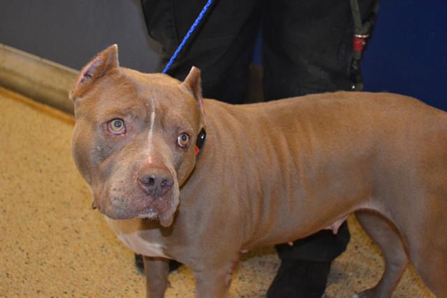 adoptable Dog in Miami, FL named SEDONA