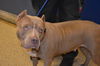 adoptable Dog in miami, FL named SEDONA