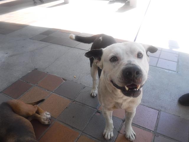 adoptable Dog in Miami, FL named LUKE