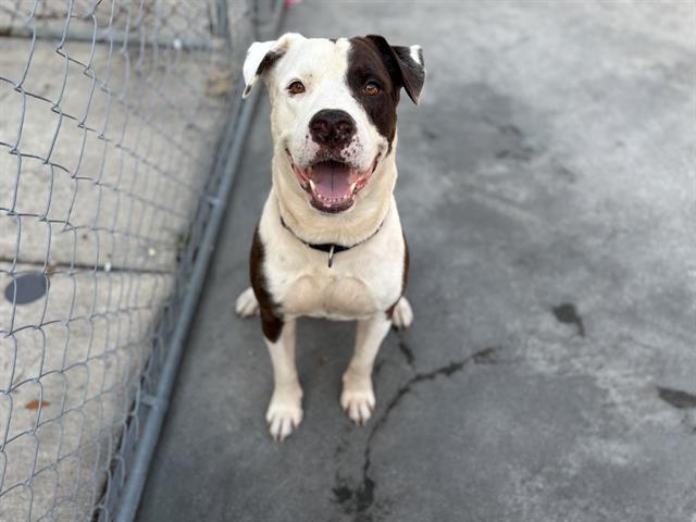adoptable Dog in Miami, FL named BRUNO