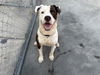 adoptable Dog in  named BRUNO