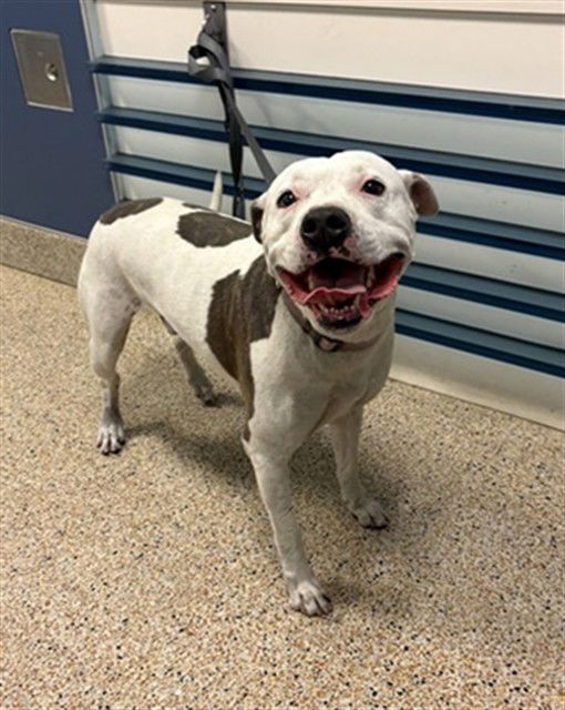 adoptable Dog in Miami, FL named HANK