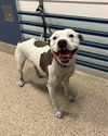adoptable Dog in  named HANK