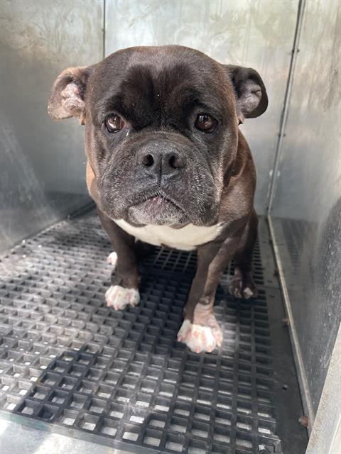 adoptable Dog in Miami, FL named CROQUETA