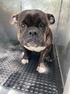 adoptable Dog in  named CROQUETA
