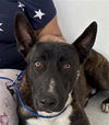 adoptable Dog in  named SANTINO
