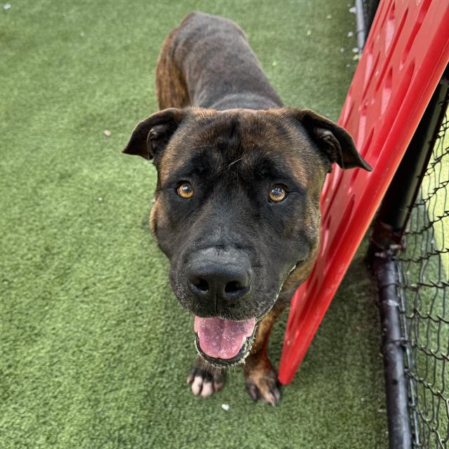 adoptable Dog in Miami, FL named DIOR