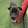 adoptable Dog in  named DIOR