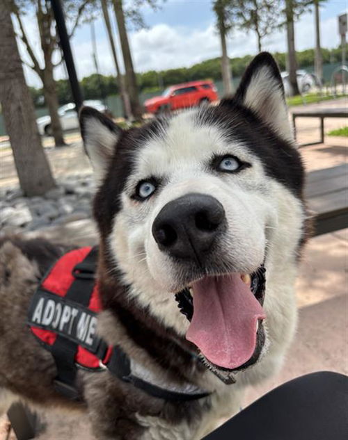 picture of the dog needing adoption