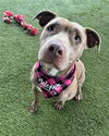 adoptable Dog in  named IRY