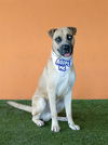 adoptable Dog in  named PRESTO