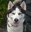 adoptable Dog in  named MILO