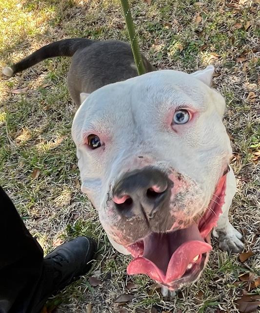 adoptable Dog in Miami, FL named MISSY