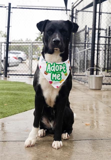 adoptable Dog in Miami, FL named ROMEO
