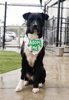 adoptable Dog in miami, FL named ROMEO