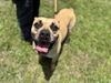 adoptable Dog in  named NUGGET