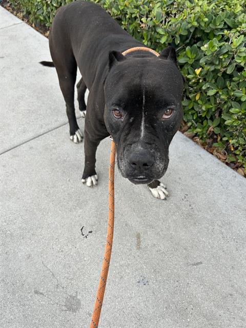 adoptable Dog in Miami, FL named BUCK
