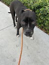 adoptable Dog in miami, FL named BUCK