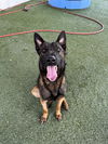 adoptable Dog in  named BOLT