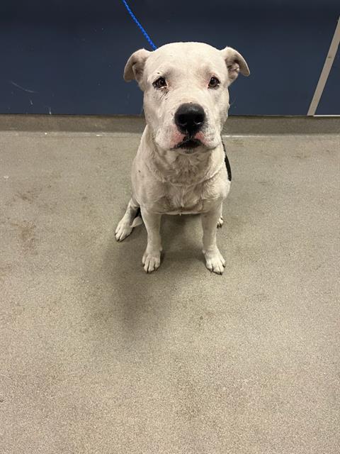 adoptable Dog in Miami, FL named ROMEZ