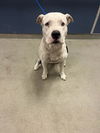 adoptable Dog in  named ROMEZ