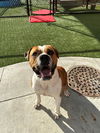 adoptable Dog in  named BUTCH