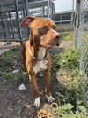 adoptable Dog in  named BUDDY