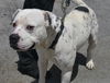 adoptable Dog in  named BARRY
