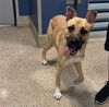 adoptable Dog in miami, FL named SCOOBY DOO