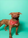 adoptable Dog in , FL named BOBBY