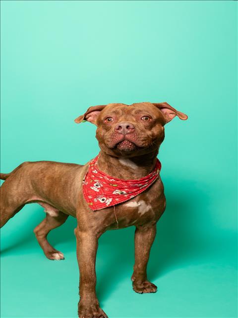 adoptable Dog in Miami, FL named BOBBY