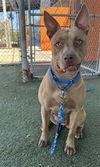 adoptable Dog in  named WILMA