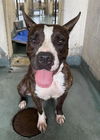 adoptable Dog in  named TAYLOR