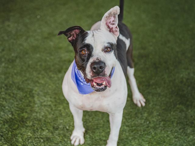 adoptable Dog in Miami, FL named MIA