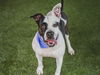 adoptable Dog in  named MIA