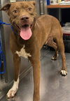 adoptable Dog in  named TOMMY