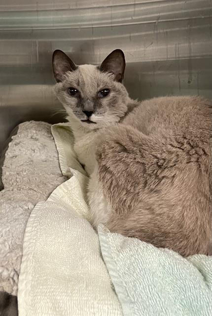 picture of the cat needing adoption