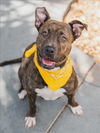 adoptable Dog in  named SPIRIT