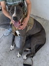 adoptable Dog in  named MELANY