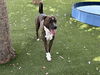 adoptable Dog in  named SOSA
