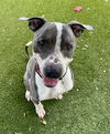 adoptable Dog in  named GRAY