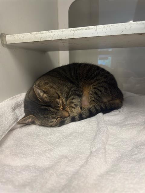 picture of the cat needing adoption