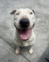 adoptable Dog in  named BRIX