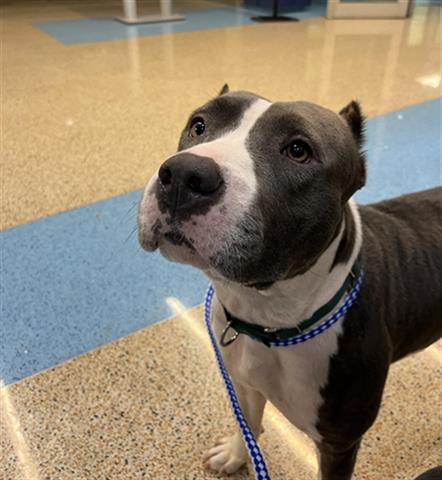 adoptable Dog in Miami, FL named DEB