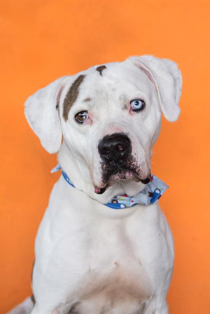 adoptable Dog in Miami, FL named NICO