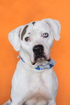adoptable Dog in  named NICO