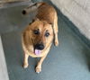 adoptable Dog in miami, FL named BUSTER