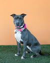 adoptable Dog in  named LUNA