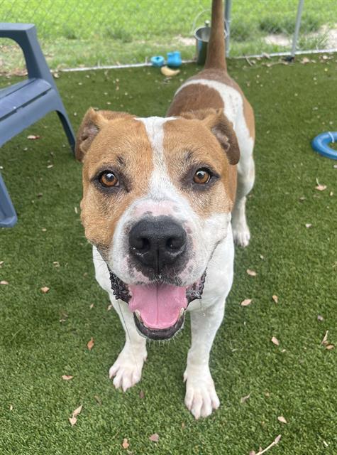 adoptable Dog in Miami, FL named BOSS